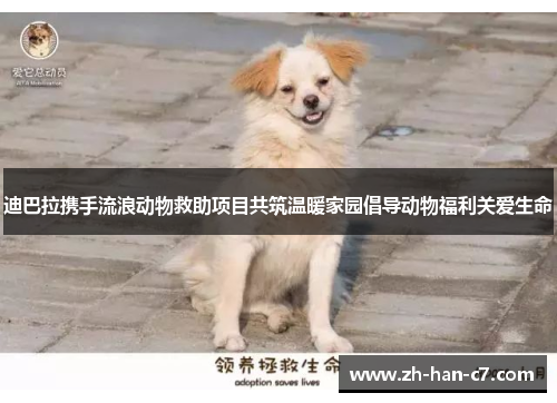 迪巴拉携手流浪动物救助项目共筑温暖家园倡导动物福利关爱生命